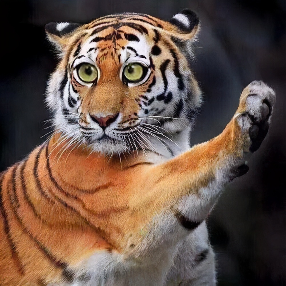 6岁母虎备受牙痛折磨，牙医为它换上“金牙”后，故意张嘴炫耀