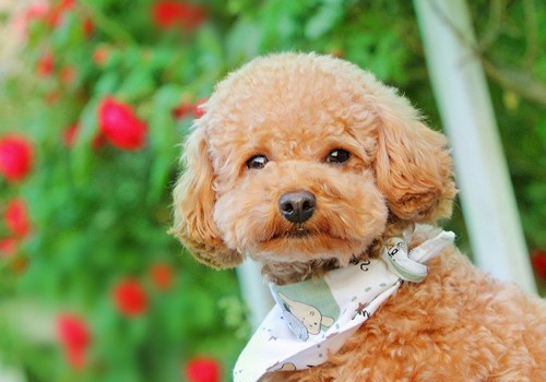 泰迪犬都有哪些优点和缺点,泰迪犬好不好养