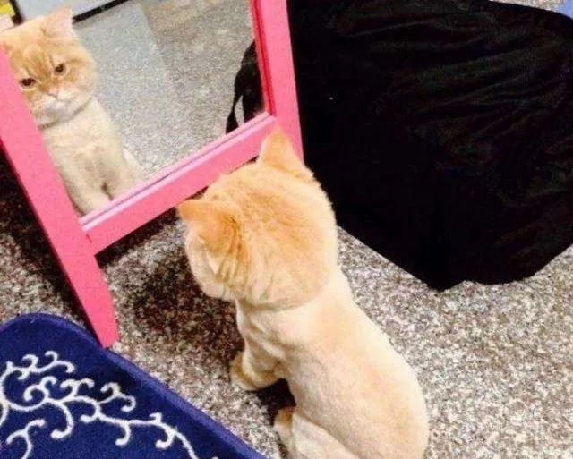 当猫咪剃了毛之后,春天猫咪剃了毛一直发抖