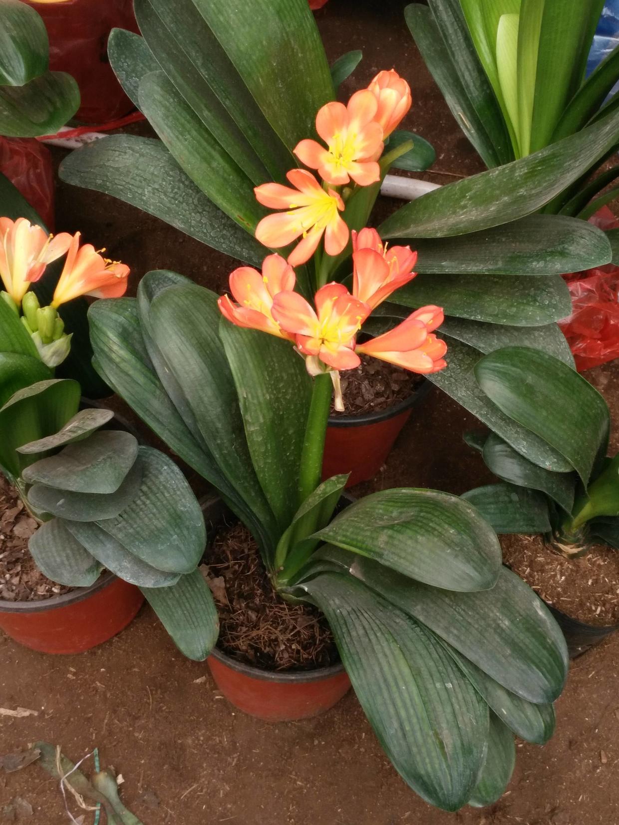 君子兰兰花不开花的原因,怎样使君子兰兰花叶子长得对称