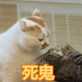 抱猫咪的正确方法,猫咪怎么抱才是正确方式