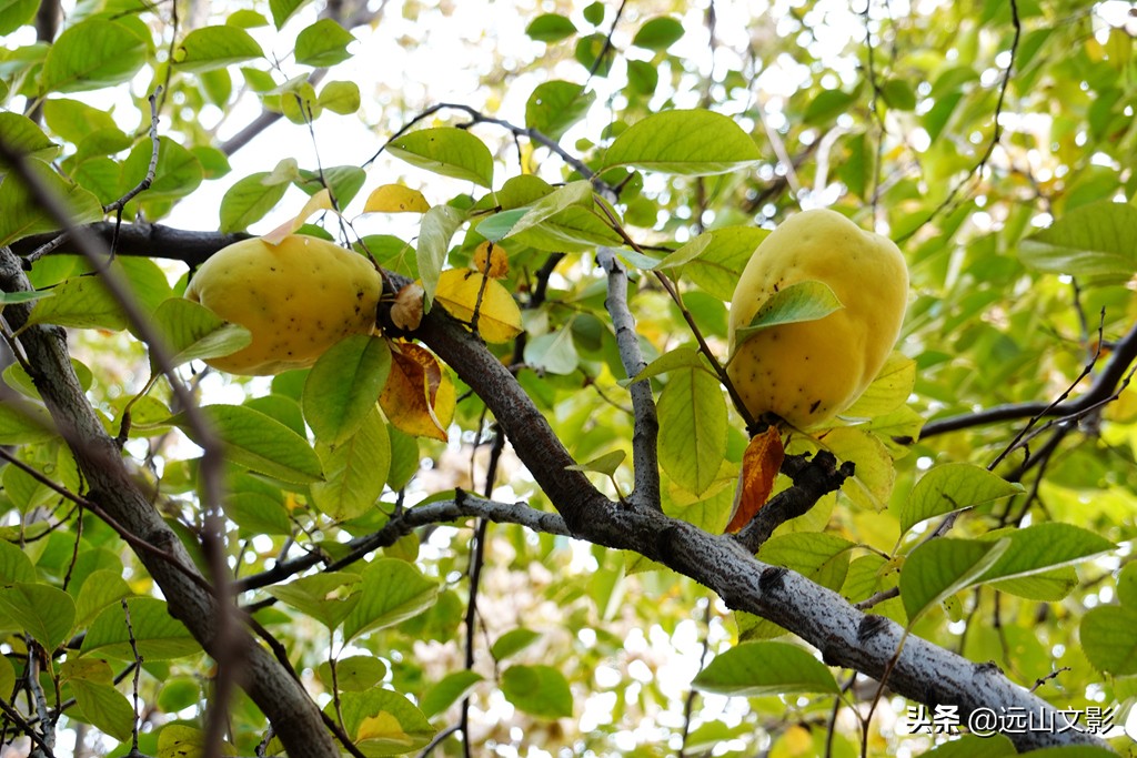 索尼黑卡二怎么拍,索尼黑卡2大光圈拍视频