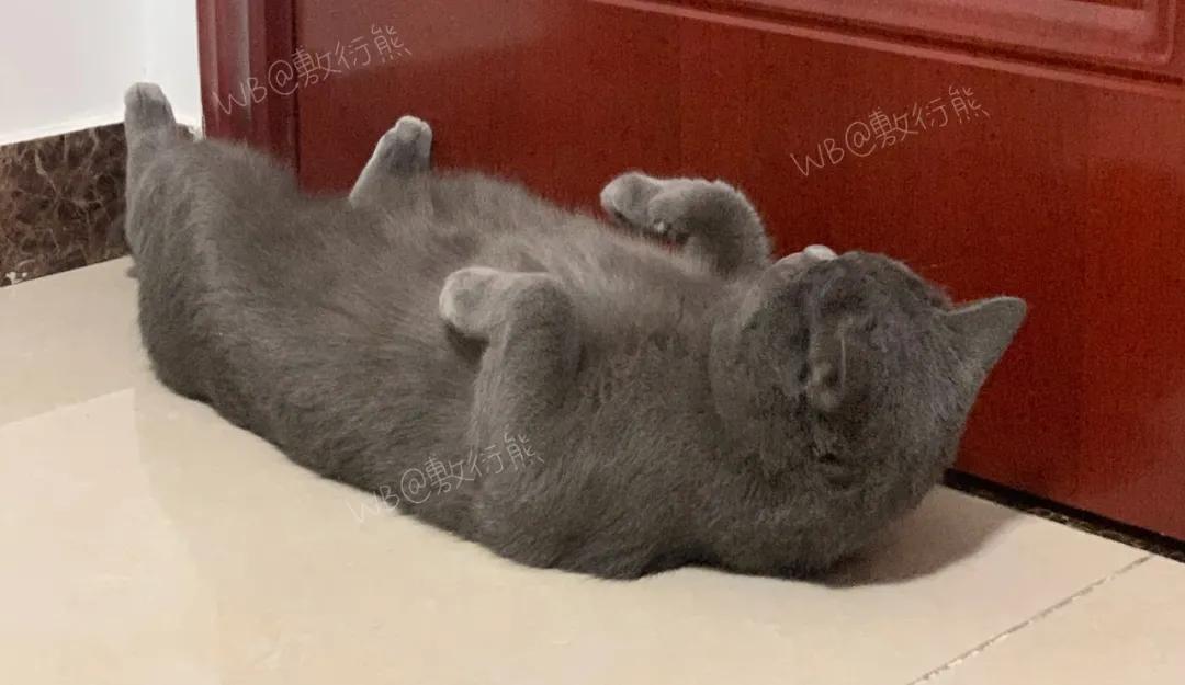 可怜的猫咪是怎么被整惨,这只猫被网友整成什么样了