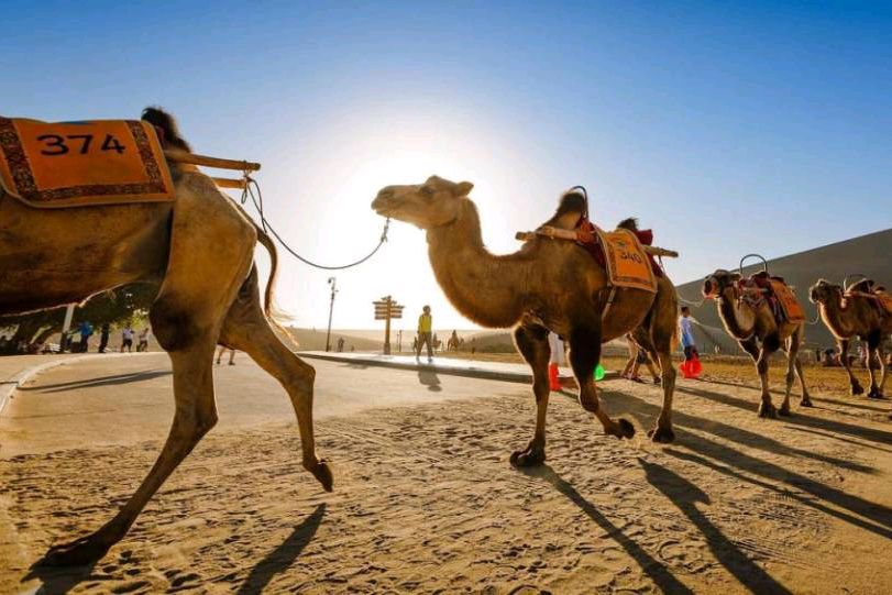 骆驼为什么会被人称为沙漠之舟,为什么骆驼被称为沙漠之舟呢