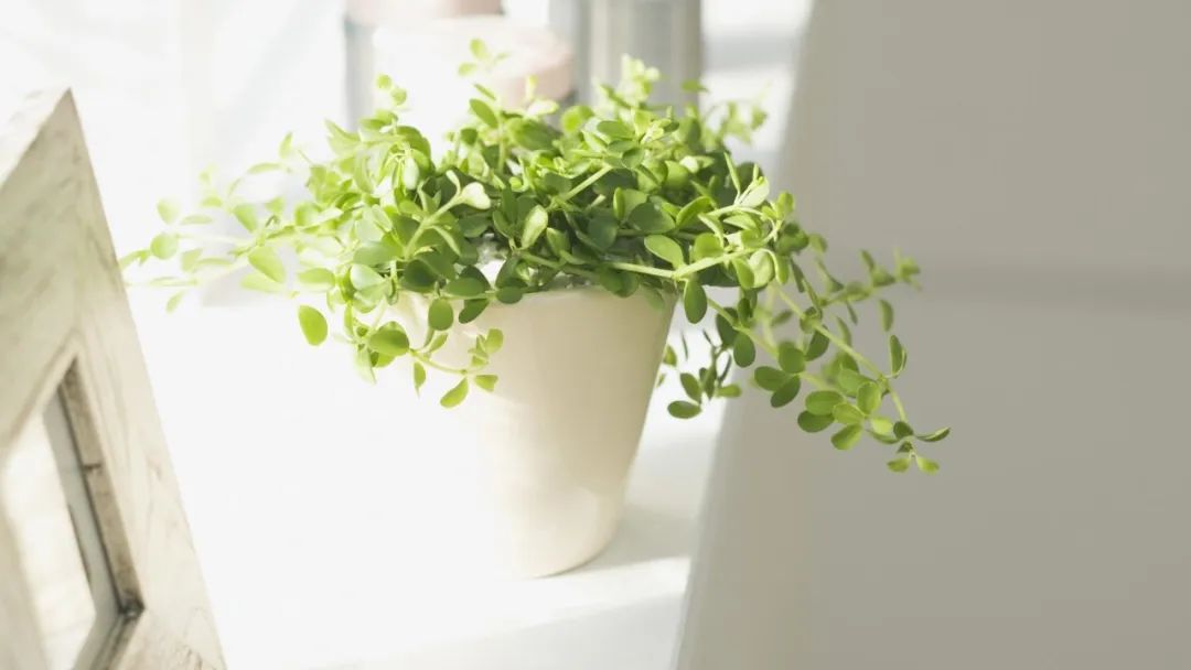 鍙屽煄灏戝効缁樼敾澶ц禌,鍐呮睙澶у崈鏁呴噷涓囧悕鍎跨缁樼敾姣旇禌