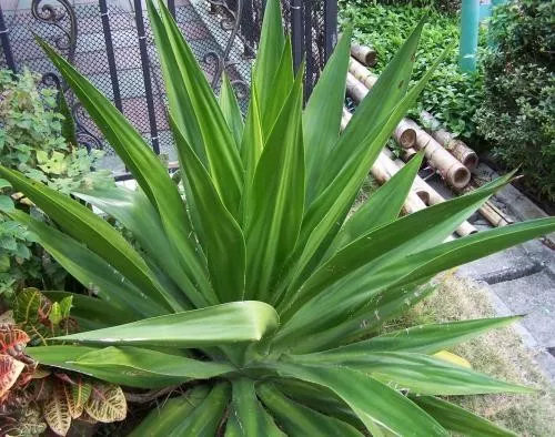 央视十大除甲醛植物排行榜,绿萝栀子花室内花卉植物除甲醛