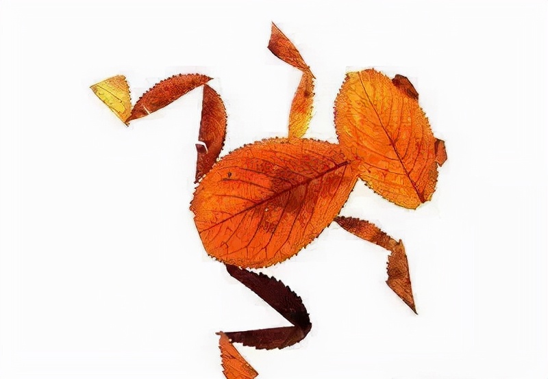 有多少种各种各样的小动物呢,用落叶做可爱的小动物