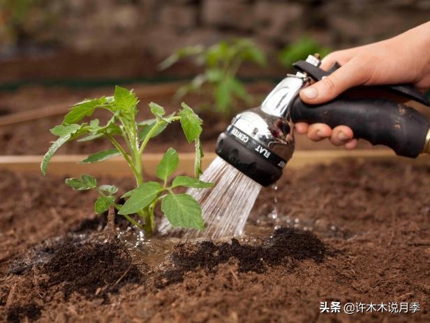 月季应该怎么浇水,月季的浇水注意事项