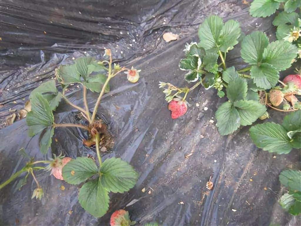 农业黑科技，磁化水如何让草莓延长采摘2个月？想知道吗？