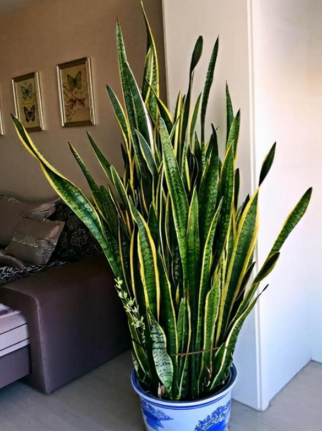 给人养殖什么花适合家养,什么花最好养又适合长期喝