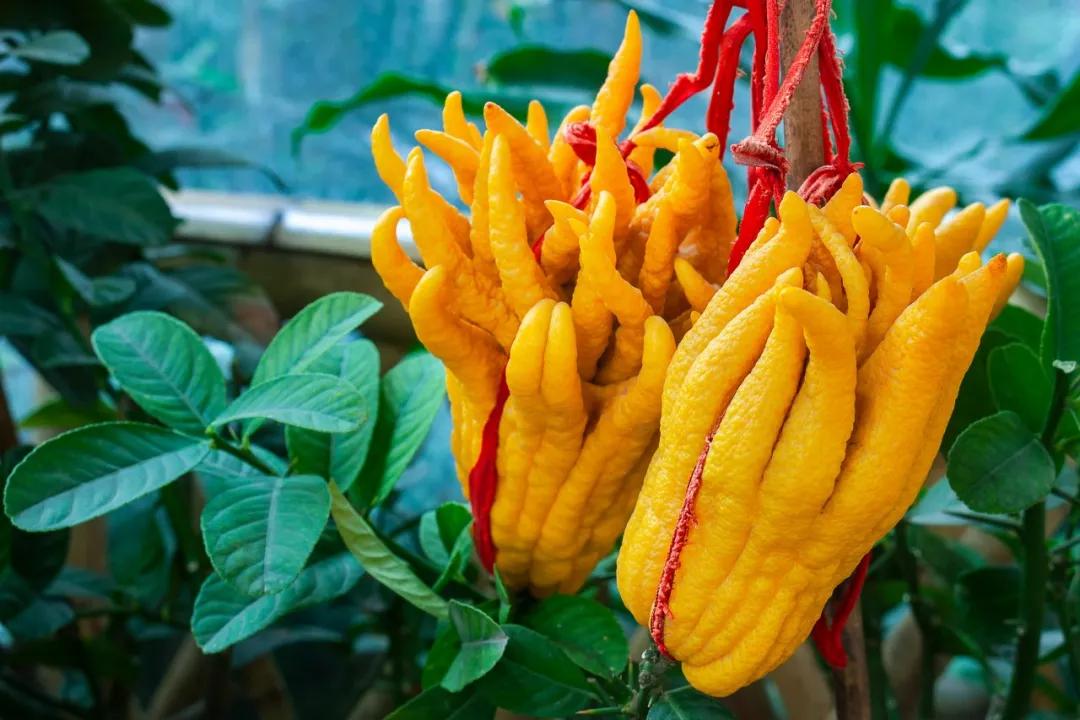 果中仙品佛手,果中仙品佛手香