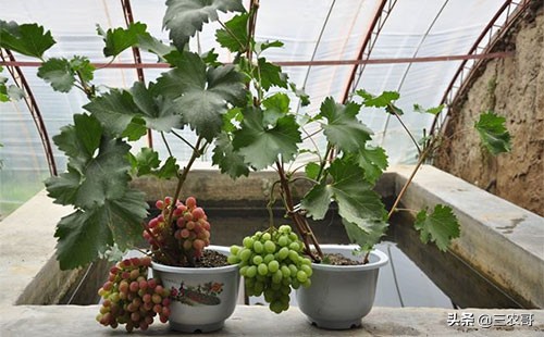 农村好的创业项目适合穷人赚钱,适合在农村的致富好项目