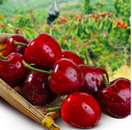 车厘子和樱桃到底是不是一个品种,中国的樱桃和车厘子的差距