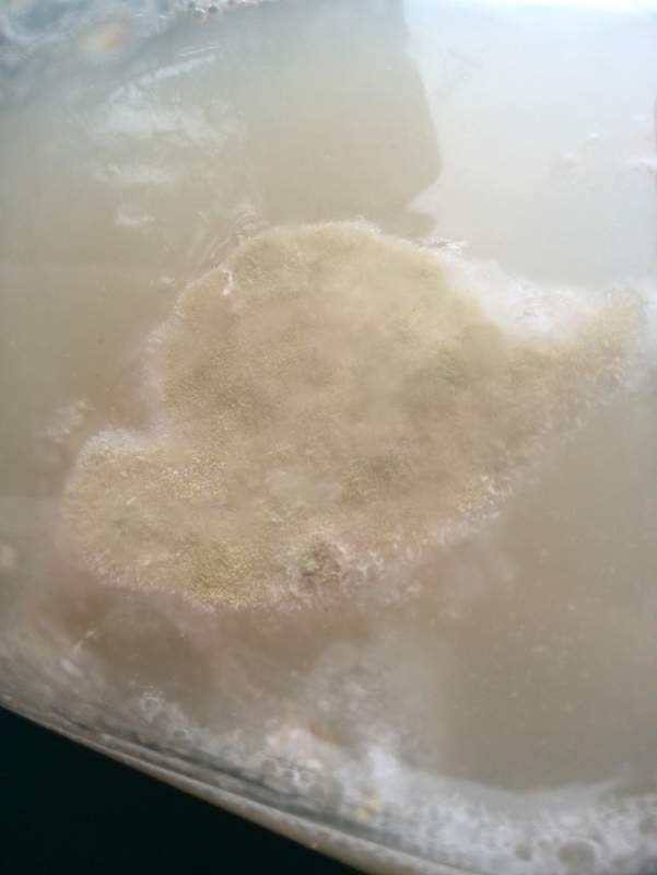 初夏养鱼小知识|鱼缸壁上长菌膜？教您几招轻松处理~