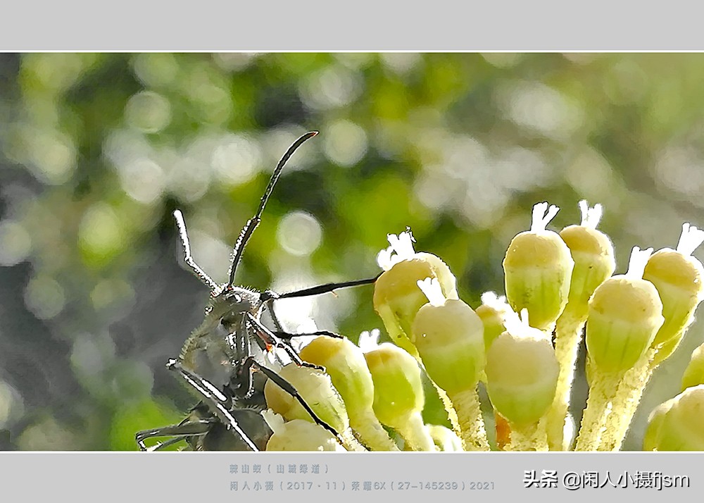 手机昆虫摄影：蚂蚁随处见，手机人人有，有想过用手机拍蚂蚁吗？