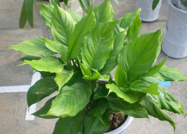 万年青叶子发黄怎么办施什么肥,万年青叶子长白霉如何处理