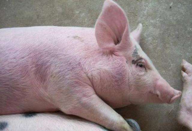猪瘟的症状和治疗方法猪全身发红,猪皮肤发红是什么病