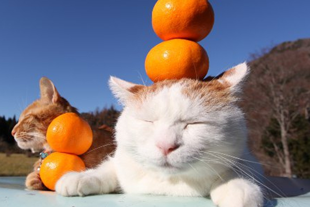 猫咪为什么不能吃橘子皮,猫吃了一点橘子皮怎么处理