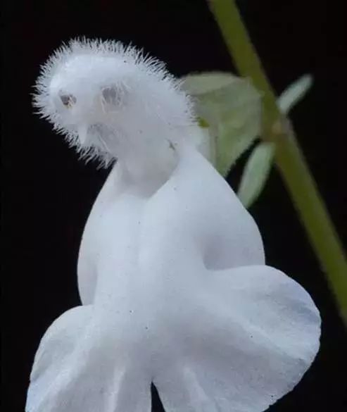 世界顶级奇花异卉,最美奇花异卉