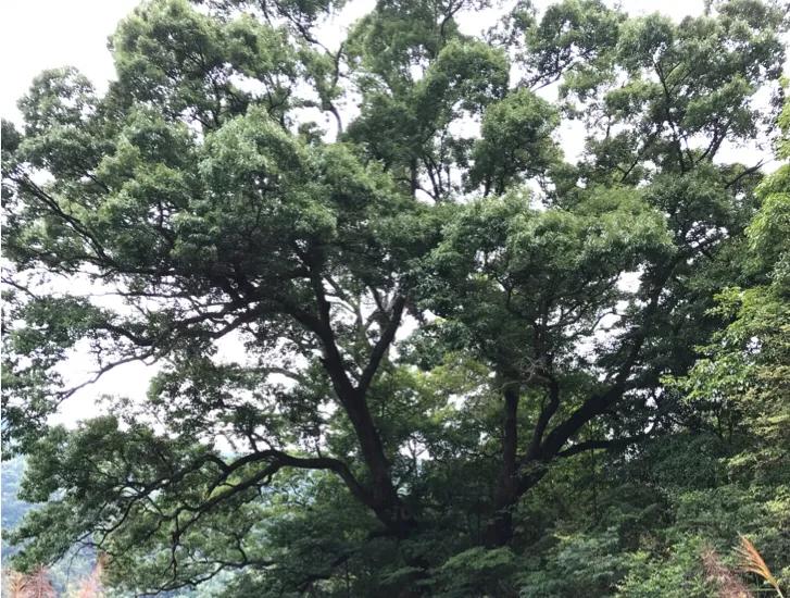 多囊卵巢综合征pcos是什么,多囊卵巢综合征的中医辨证论治