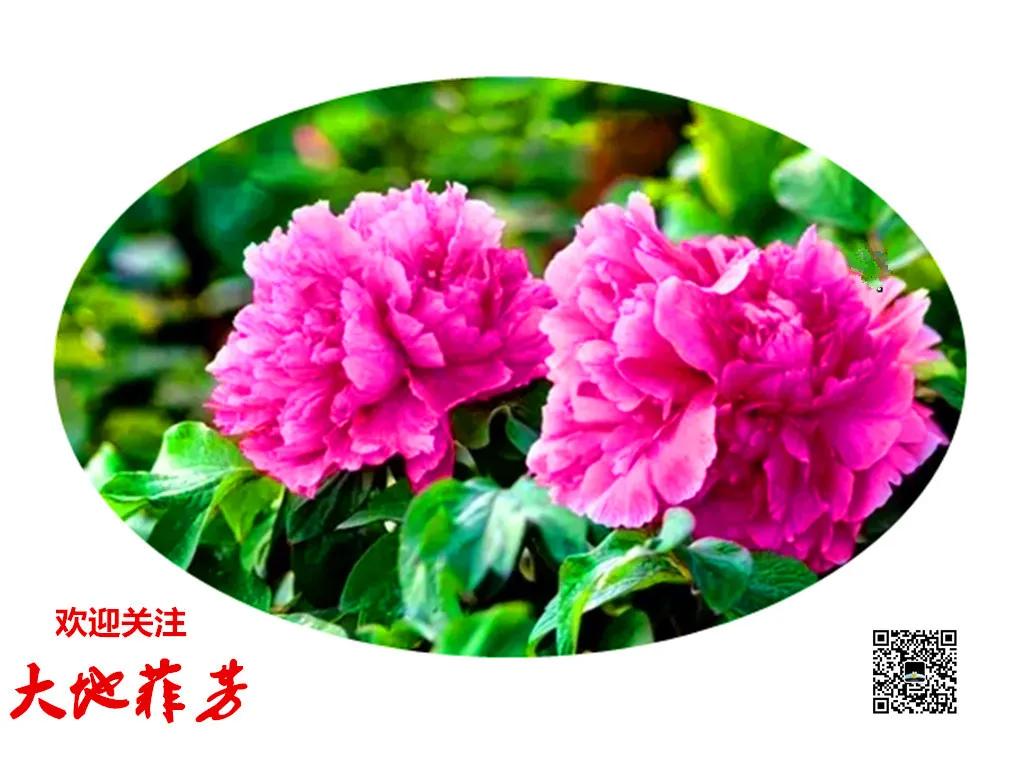 水调歌头荷花,水调歌头游览朗诵