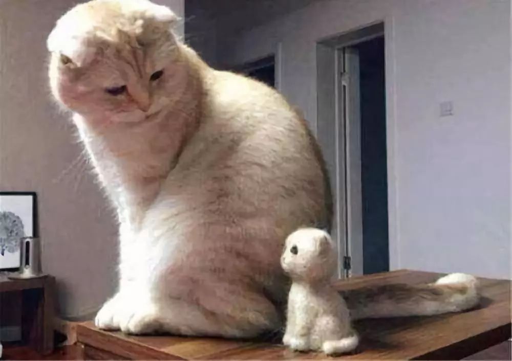 爱掉猫毛怎么办,如何彻底解决猫咪掉毛