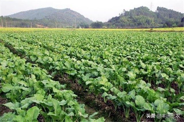 菜心露天栽培好还是大棚栽培,广东菜心无土栽培技术要点