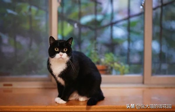 为什么猫咪的胡须不可以剪 (把猫咪的胡须剪掉会成什么样)