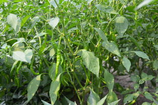 辣椒炭疽病你了解吗?高温天气易感染、传播快!防治措施在这里