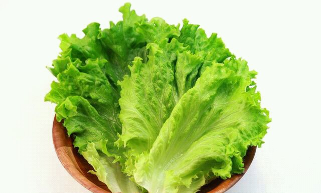 生菜的种植时间和种植方法,生菜的种植技巧和种植时间