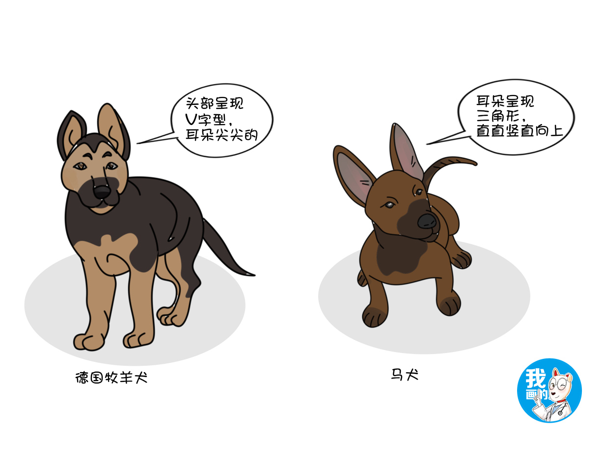 马犬、德牧傻傻分不清楚，两位“硬汉”之争，谁能更胜一筹？