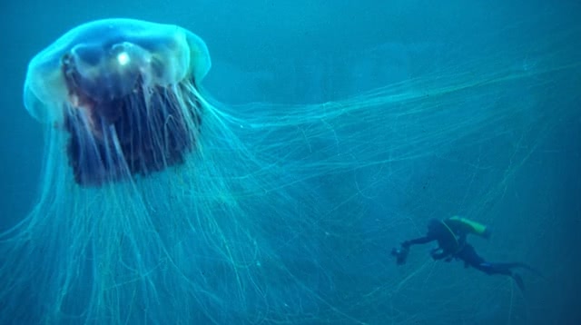 有些水母带有剧毒吗,有一种水母触手很长有毒