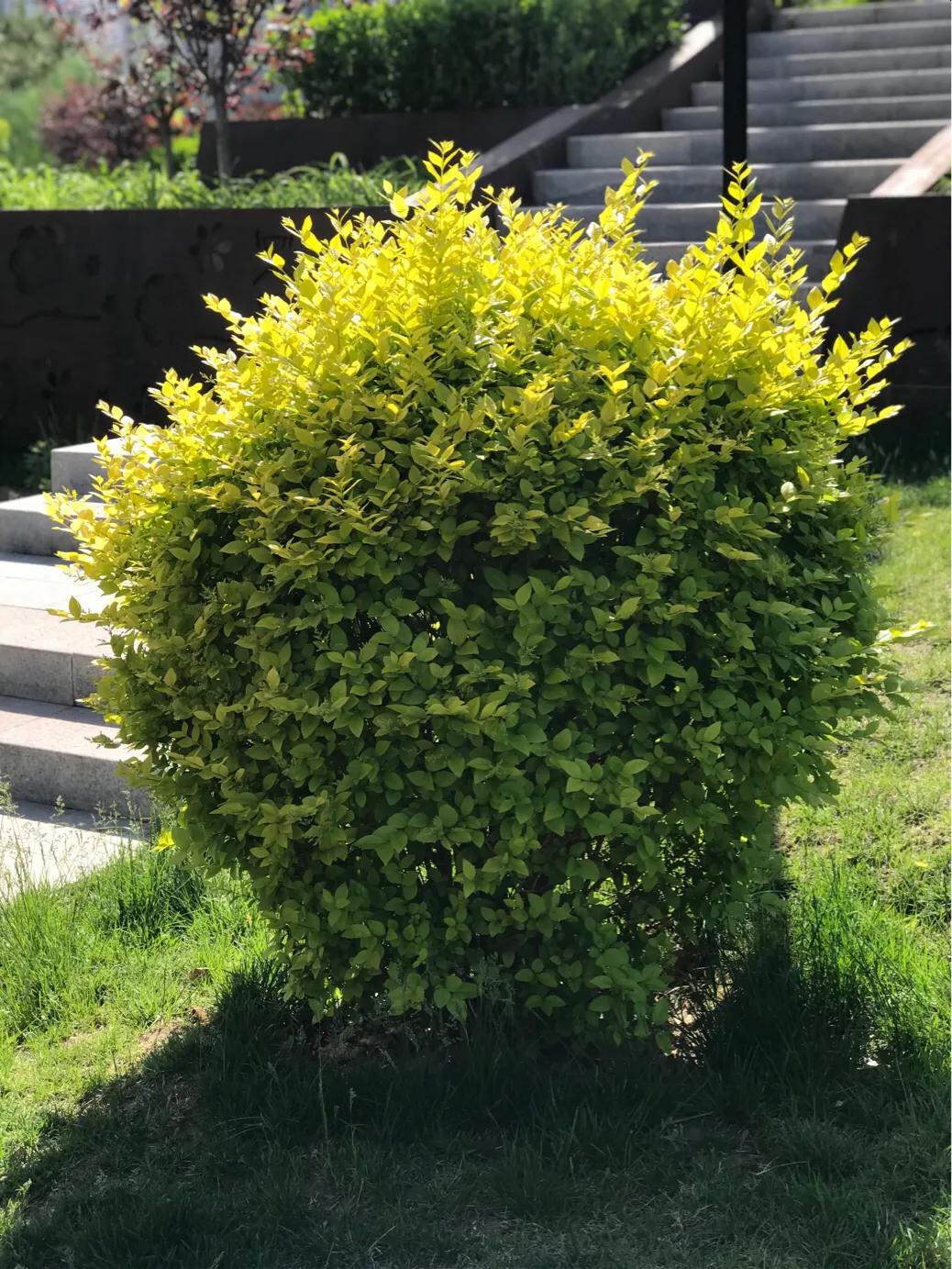 论王莽,王莽对史记的看法