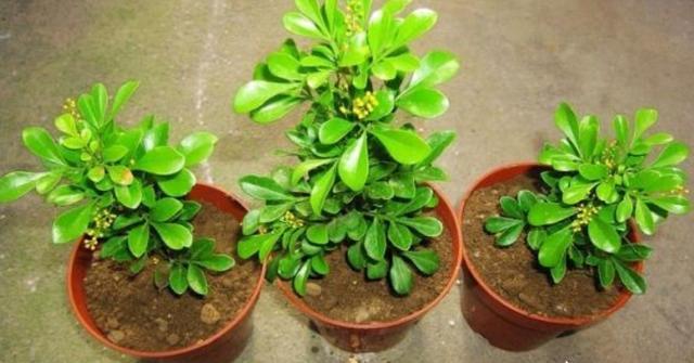 米兰花茉莉花扦插用什么基质土好,米兰花的扦插60天怎么没生根