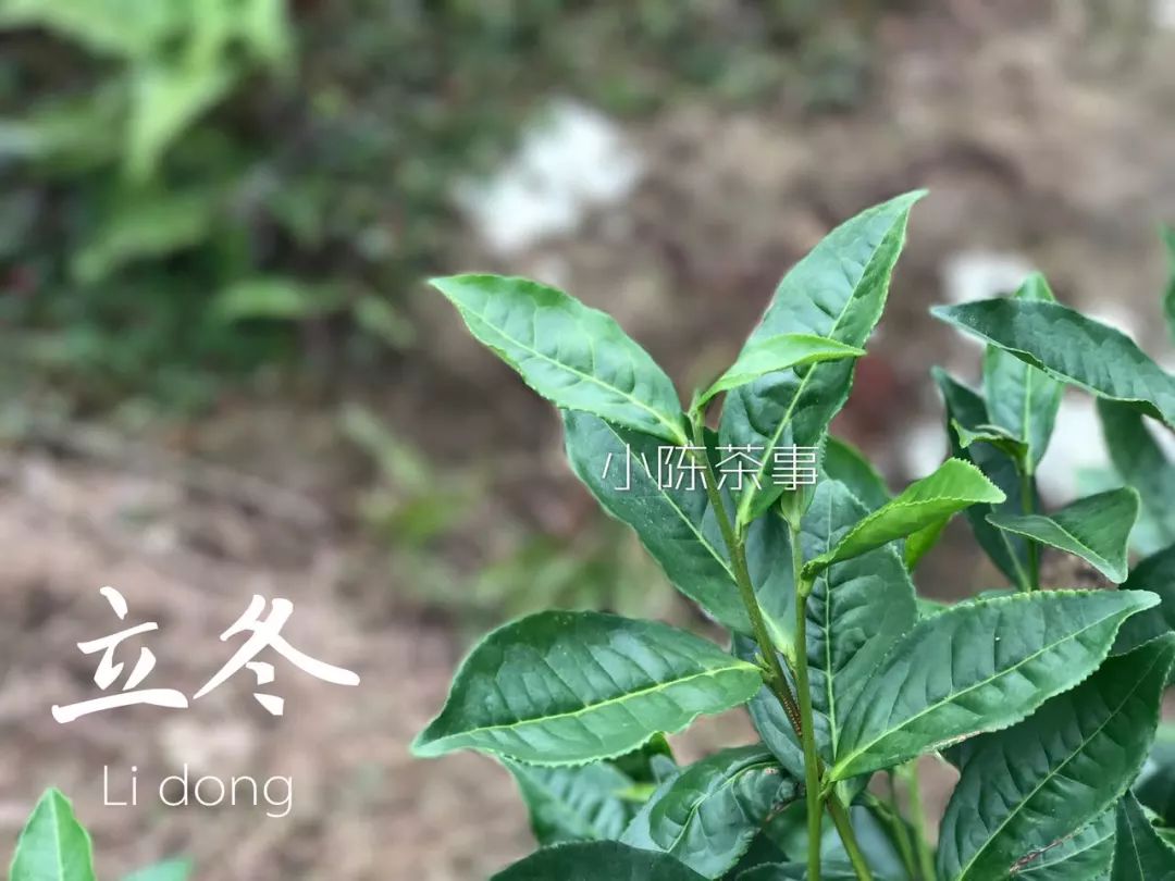 买茶叶怎么确保是新茶 (网上买的新茶能放多久)