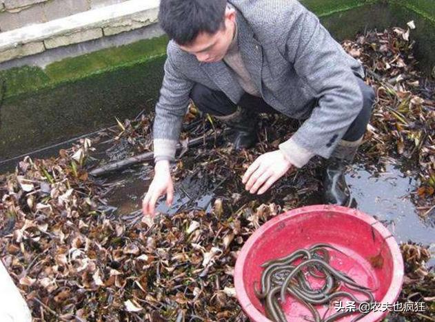 晚上野河抓黄鳝的正确方法,稻田里抓黄鳝钓黄鳝