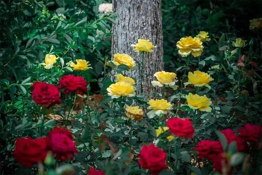 槽糕,是心动的感觉!这个神秘花谷正在悄然绽放!走,去拍照~