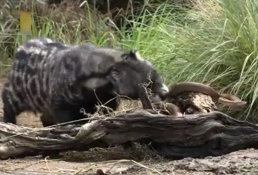 狗獾有多可怕,狗獾咬死平头哥