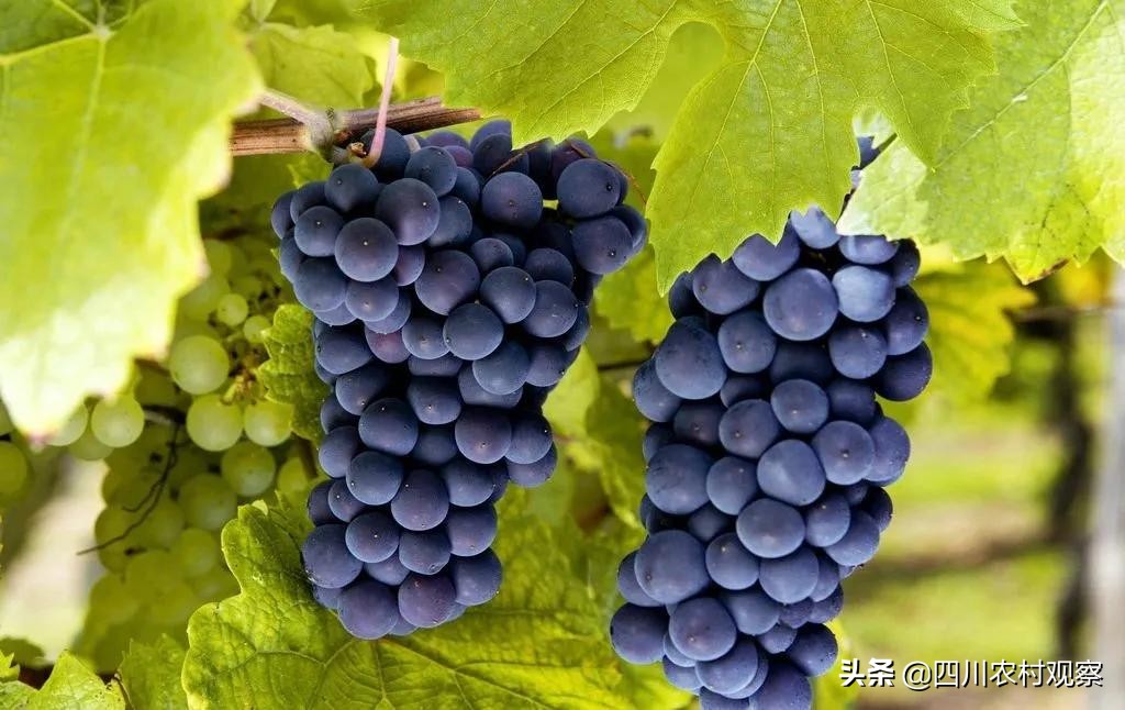 葡萄和什么水果可以放在一起保鲜,葡萄放冰箱里保鲜一个月还能吃吗