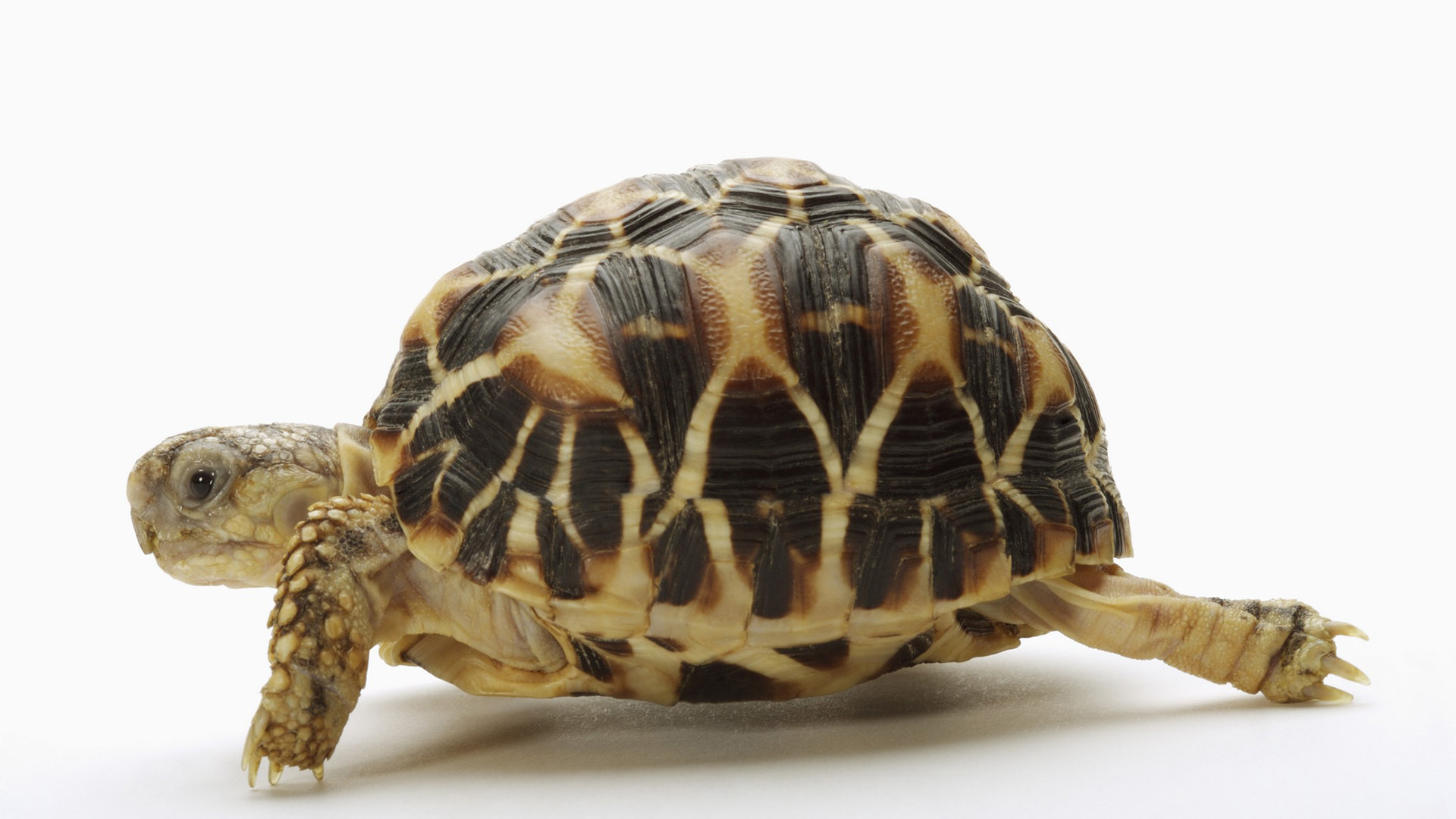 乌龟常见疾病与防治方法,乌龟的常见疾病及治疗方法