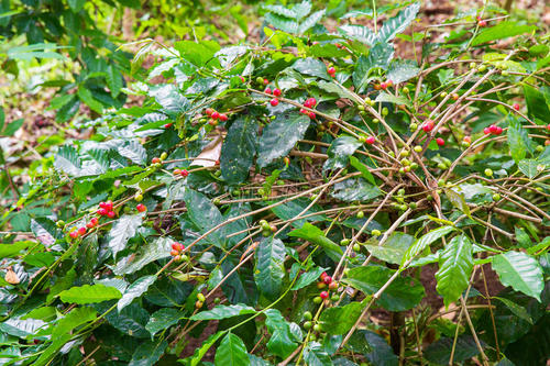 黑莓定杆修剪,黑莓的修剪方法图解