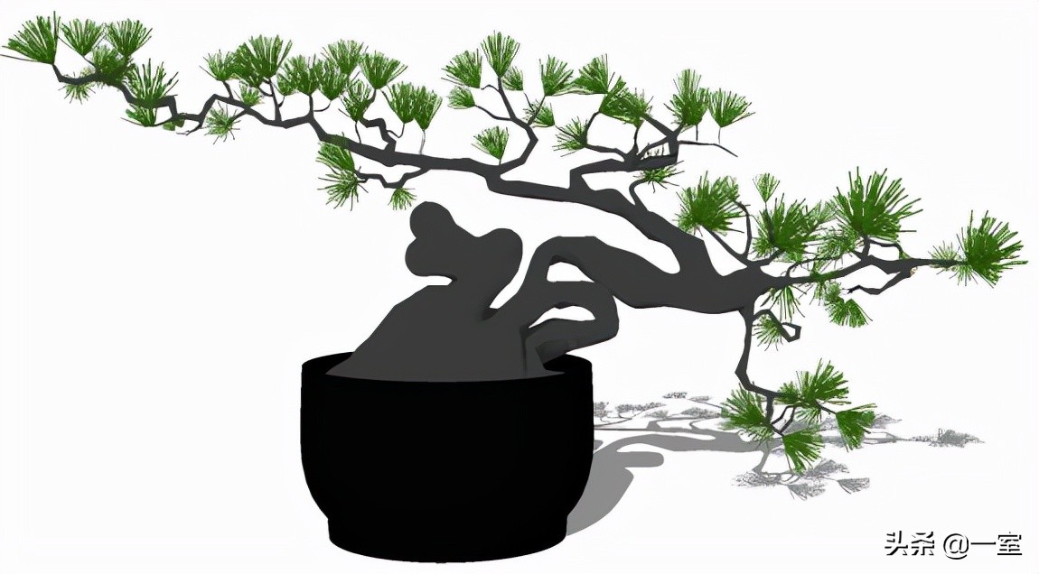 网红庭院植物搭配,网红绿植搭配技巧