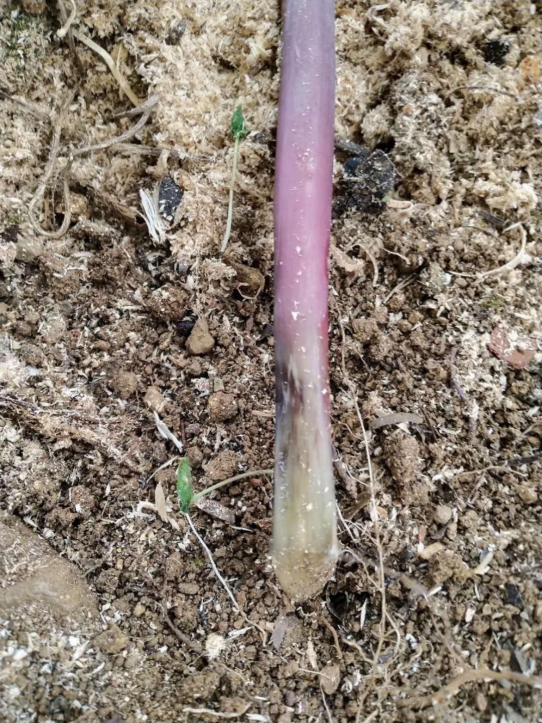 重楼杆腐烂是什么意思,重楼腐烂用什么药物防治