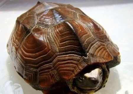 龟冬眠的注意事项视频,龟缸养龟要冬眠吗