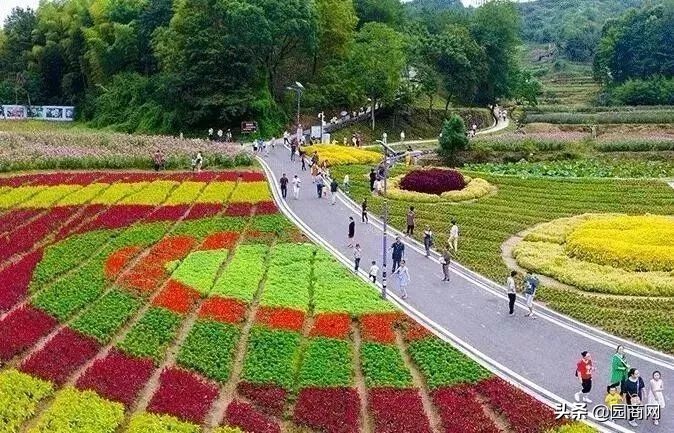 小色块苗的种植前景,色块杯苗什么品种用量大