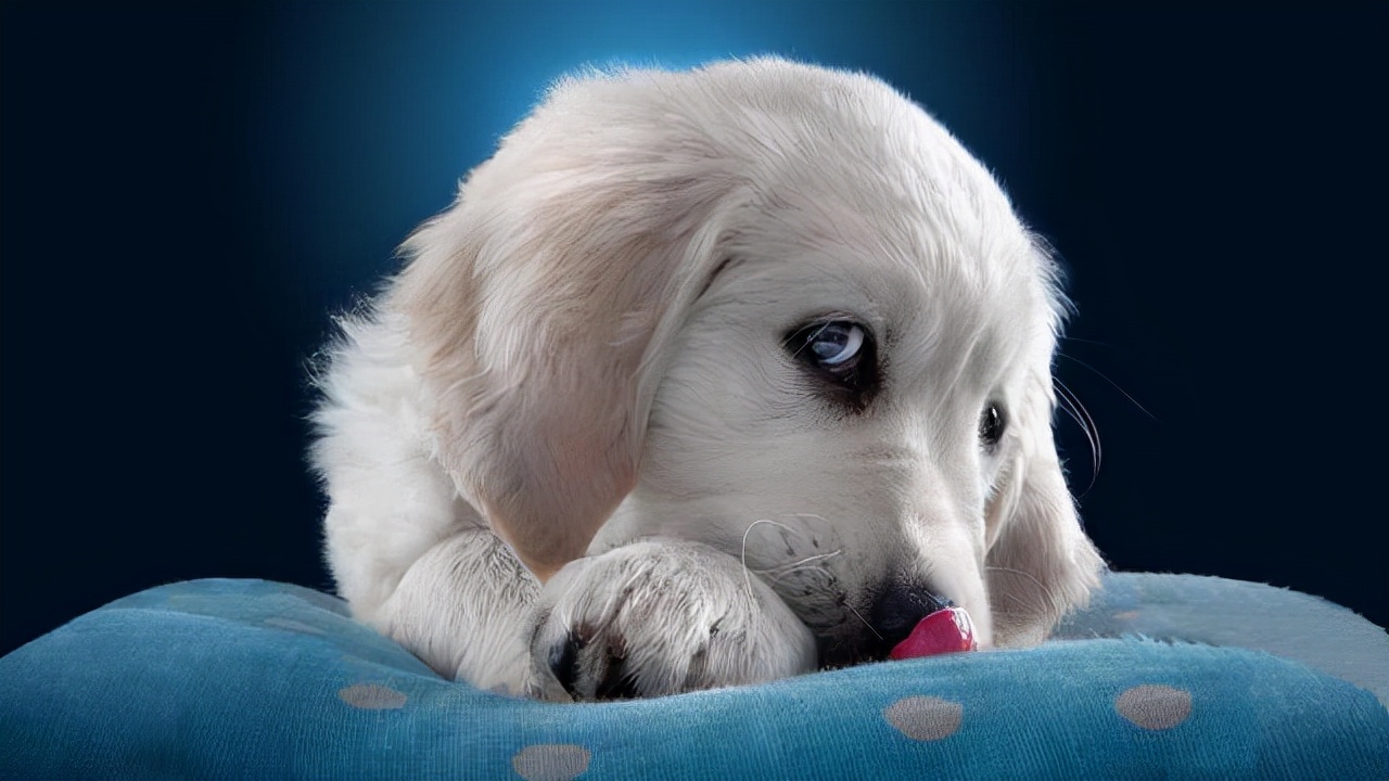 半夜狗突然对着空气大叫,狗突然对着一个地方吠叫