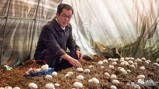 吃蘑菇有什么好处蘑菇的营养价值,什么蘑菇营养好种