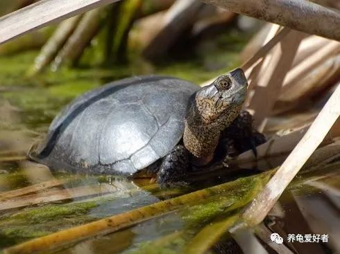 花龟冬眠与死亡的区别,龟冬眠醒后不吃食什么原因