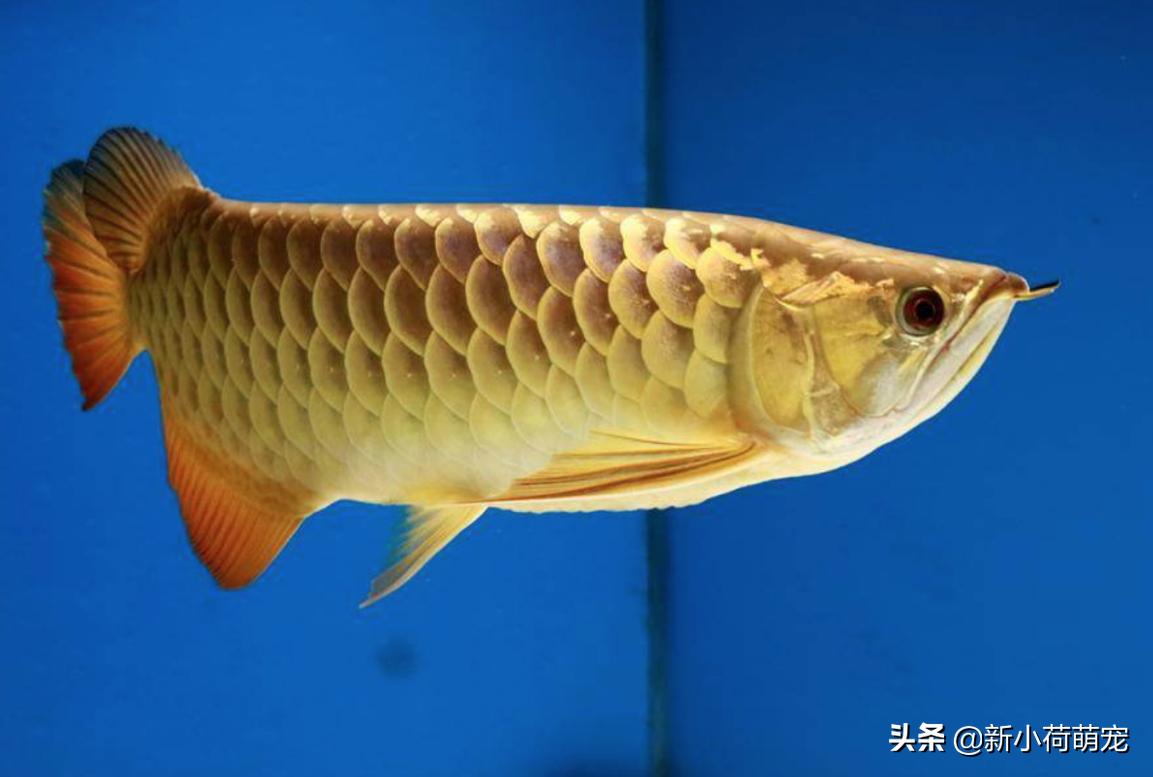 金龙鱼两天不吃食能下青霉素吗,金龙鱼不吃不喝能活多久