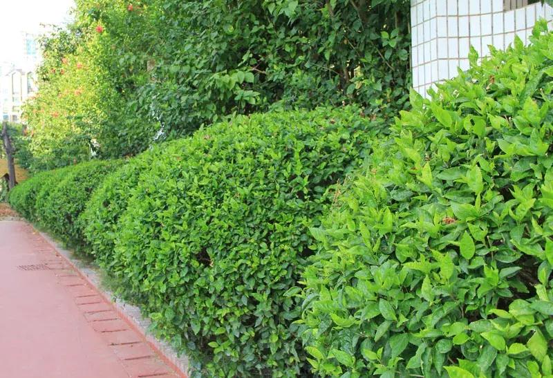 深圳百仕达一年级报名,2024年深圳百仕达小学入学条件